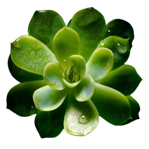 a single green succulent with water droplets on it
